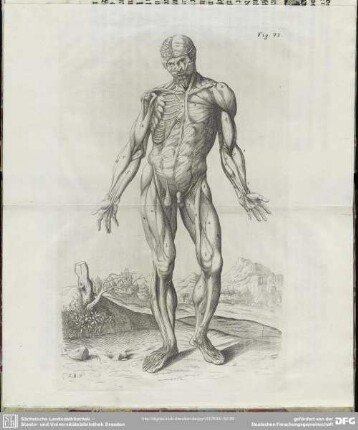 Fig. VI