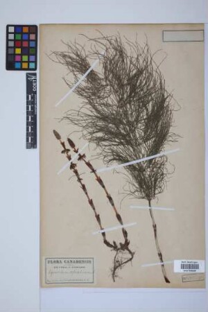 Equisetum sylvaticum L.