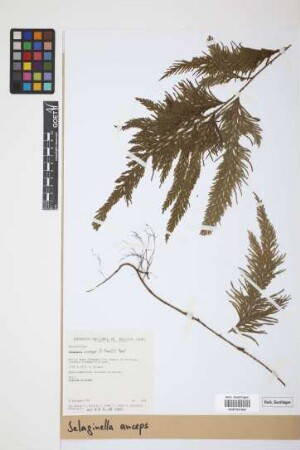 Selaginella anceps (C.Presl) C.Presl