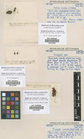 Tortula muralis Hedw.