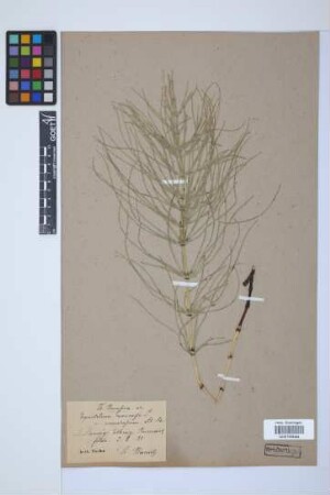 Equisetum arvense L.