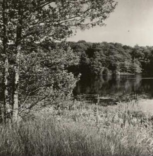 Rügen, Halbinsel Jasmund. Herthasee in der Stubnitz, verschilftes Ufer