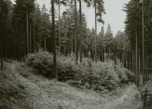 Forstwirtschaft im Erzgebirge. Zöblitz. Buchenvorbau in Fichtenaltholz (zur späteren Bestandsmischung)