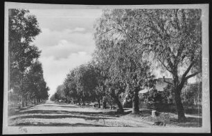 Rialto. A Beautiful Drive, Rialto, Cal.