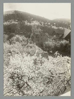 Blütenzauber vor Harzburg