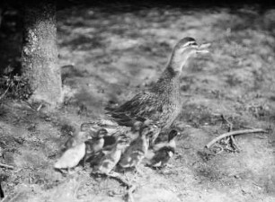 Ente mit Jungen