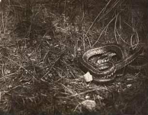 Ringelnatter (Natrix natrix), gestreift