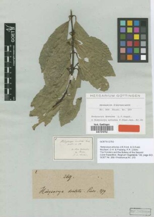 Hedycarya dentata L.f. [type]