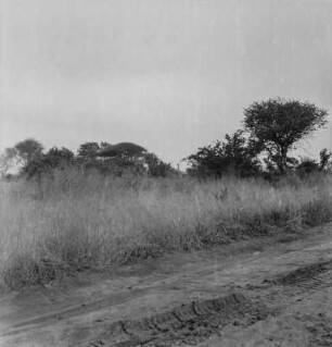 Steppenpiste : Straße durch die Steppe der Provinz Iringa