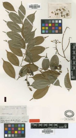 Swartzia microcarpa Spruce ex Benth. [isotype]