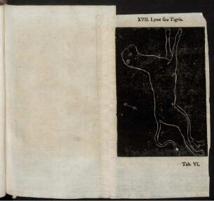 XVII. Lynx feu Tigris.