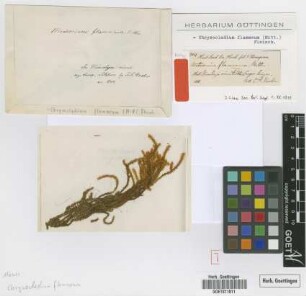 Meteorium flammeum Mitt. [isotype]