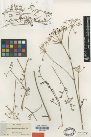 Ferulago granatensis Boiss. [type]