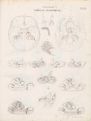 Labyrinthus auris (Lineartafel)