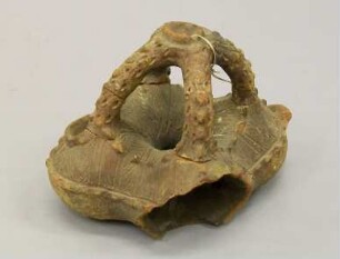 saqa moli