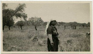 bei D. Kolonie. Jerusalem [Ernteszene]