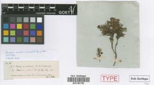 Baccharis nivalis (Wedd.) Sch.Bip. ex Phil. [isotype]