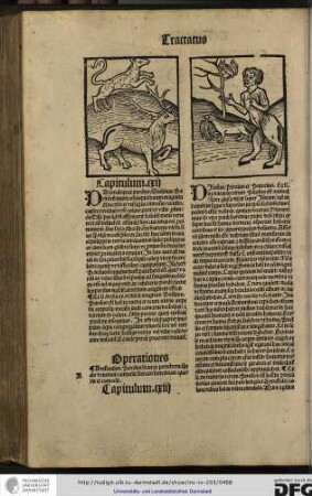 Prandrus et pardus. Solinus Parandrum nutrit Ethiopia boum (!) magnitudine...