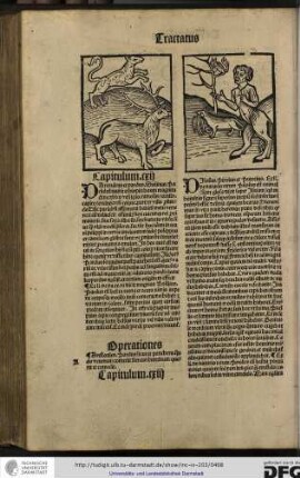 Prandrus et pardus. Solinus Parandrum nutrit Ethiopia boum (!) magnitudine...