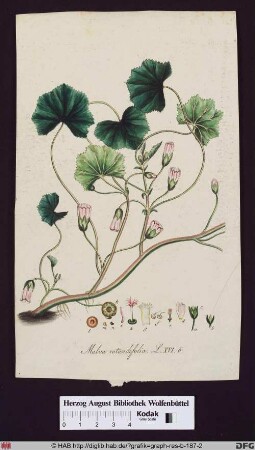 Malva rotundifolia (Feldpappel) mit Blättern, Frucht, Fruchtknoten, Stempel und Blüte im Detail.