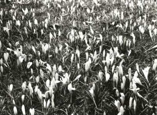 Frühlings-Krokus (Crocus albiflorus var. neapolitanus). Blühender Bestand. Wiesen bei Drebach Kr. Zschopau