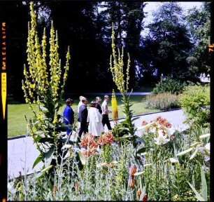 Insel Mainau: weiße Lilie