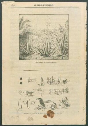 [Grabado de] Planta del Sisal. - Del "Scientific American."