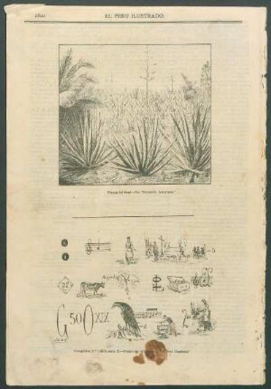 [Grabado de] Planta del Sisal. - Del "Scientific American."