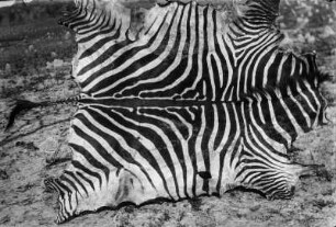 Zebrafell : Das abgezogene Fell eines Zebras.