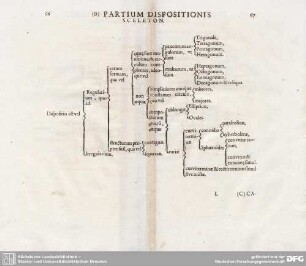 (B) PARTIUM DISPOSITIONIS SCELETON.
