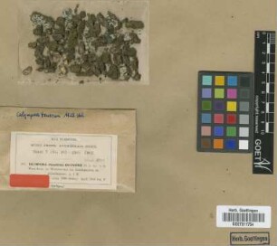 Calymperes bataviens M.Fleisch. [isotype]