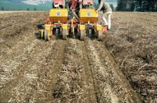 Fotografie: Säverfahren, Einzelkornsaat, Mais, Mulchsaat, Reihendüngung, Zwischenfrucht