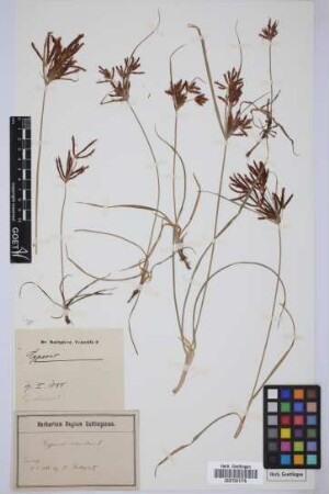Cyperus spec.