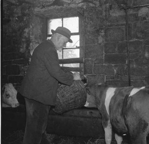 Esselbach-Steinmark. In einem Stall. Johann Kern beim Füttern einer Kuh