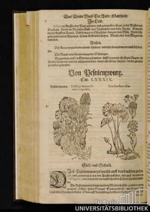 Cap. LXXXIX. Von Pestilenzwurz.