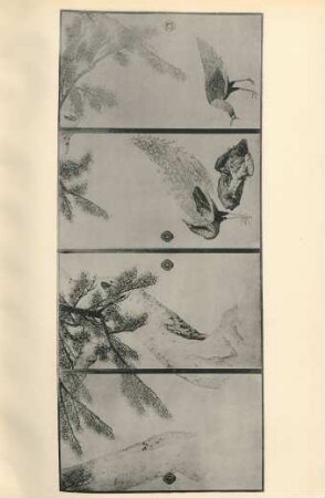 [XLIII. Peacocks under pine trees by Maruyama Okyo ...]