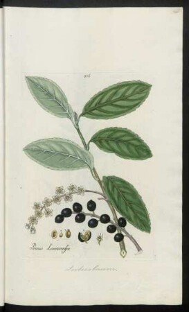 506. Prunus Laurocerasus