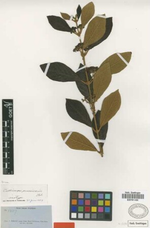 Callicarpa crassinervis Urb. [isotype]