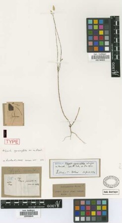 Polygala squamifolia C.Wright ex Griseb. [syntype]