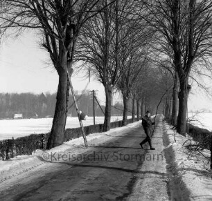 Straßen: Landstraße zwischen Barkhorst und Schmachthagen: Lindenallee: Baumpflegearbeiten: links Arbeiter auf Baum, davor Leiter: rechts Arbeiter mit Ast: hinten links Gehöft: dahinter Wäldchen: Winter
