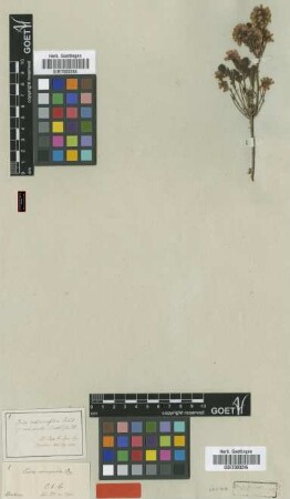 Erica compacta Bartl. [type]