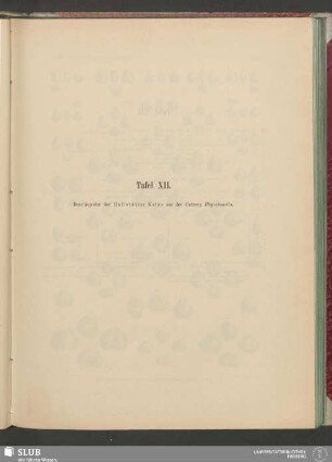 Tafel XII.