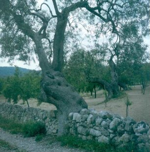 Sizilien. Mandelbaumplantagen