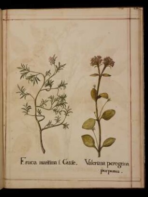 Eruca maritimas sive Cakile, Valeriana peregrina purpurea
