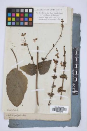 Salvia viscosa Jacq.