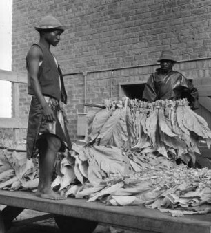 Tabak-Ernte in Rhodesien, heute Simbabwe, Südafrika, aus der Serie 'Die Welt des Tabaks'