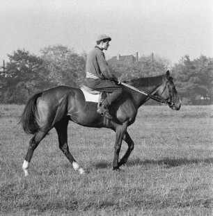 Gangarten des Pferdes. Jockey beim Schritt-Gang im Moritzburg