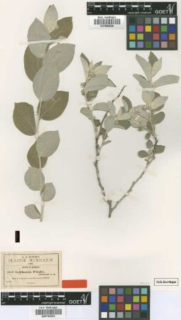 Argythamnia pringlei Greenm. [type]
