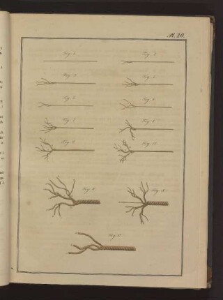 Pl. 20. Fig. 1. bis Fig. 12., Fig. A.