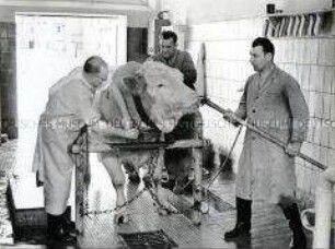 Blutentnahme zur Untersuchung eines Zuchtbullen des VEB Besamung Schleiz